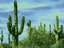 LAND_cactus.jpg